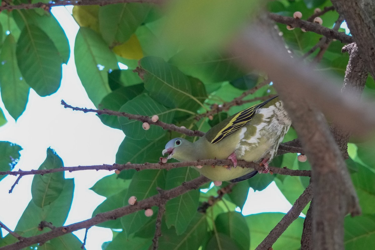 Kalın Gagalı Yeşil Güvercin - ML647006279