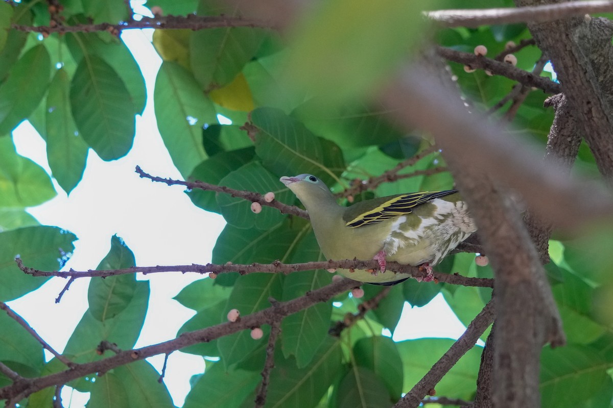 Kalın Gagalı Yeşil Güvercin - ML647006280