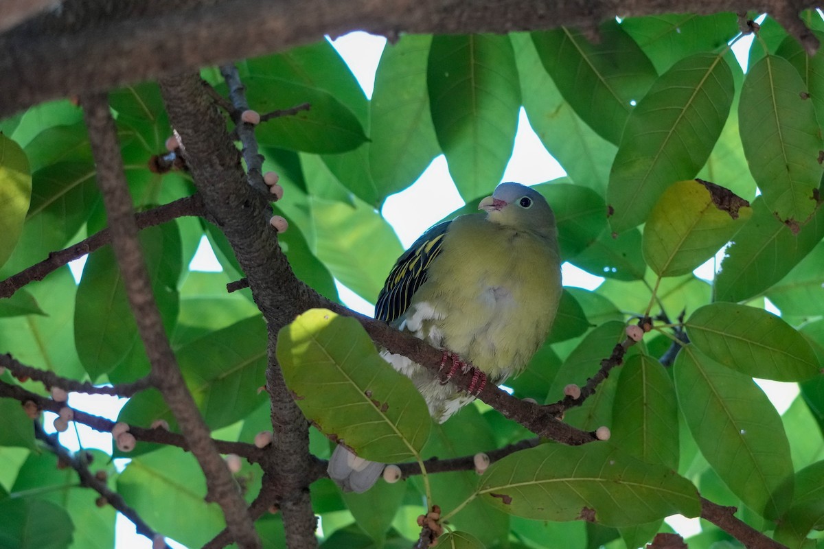 Kalın Gagalı Yeşil Güvercin - ML647006281