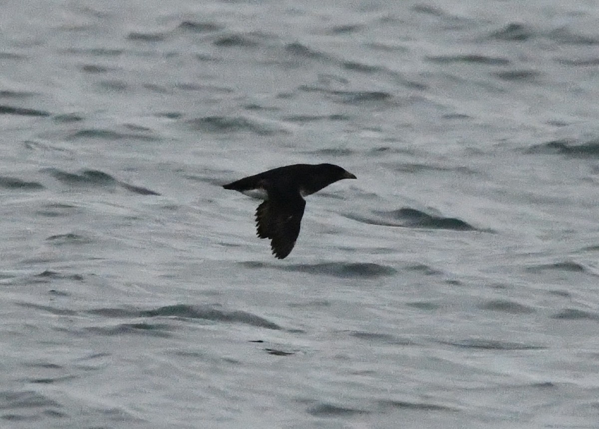 ウトウ - ML647006282