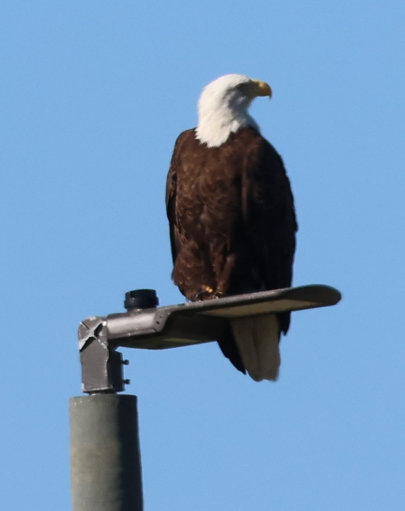 Bald Eagle - ML647006284