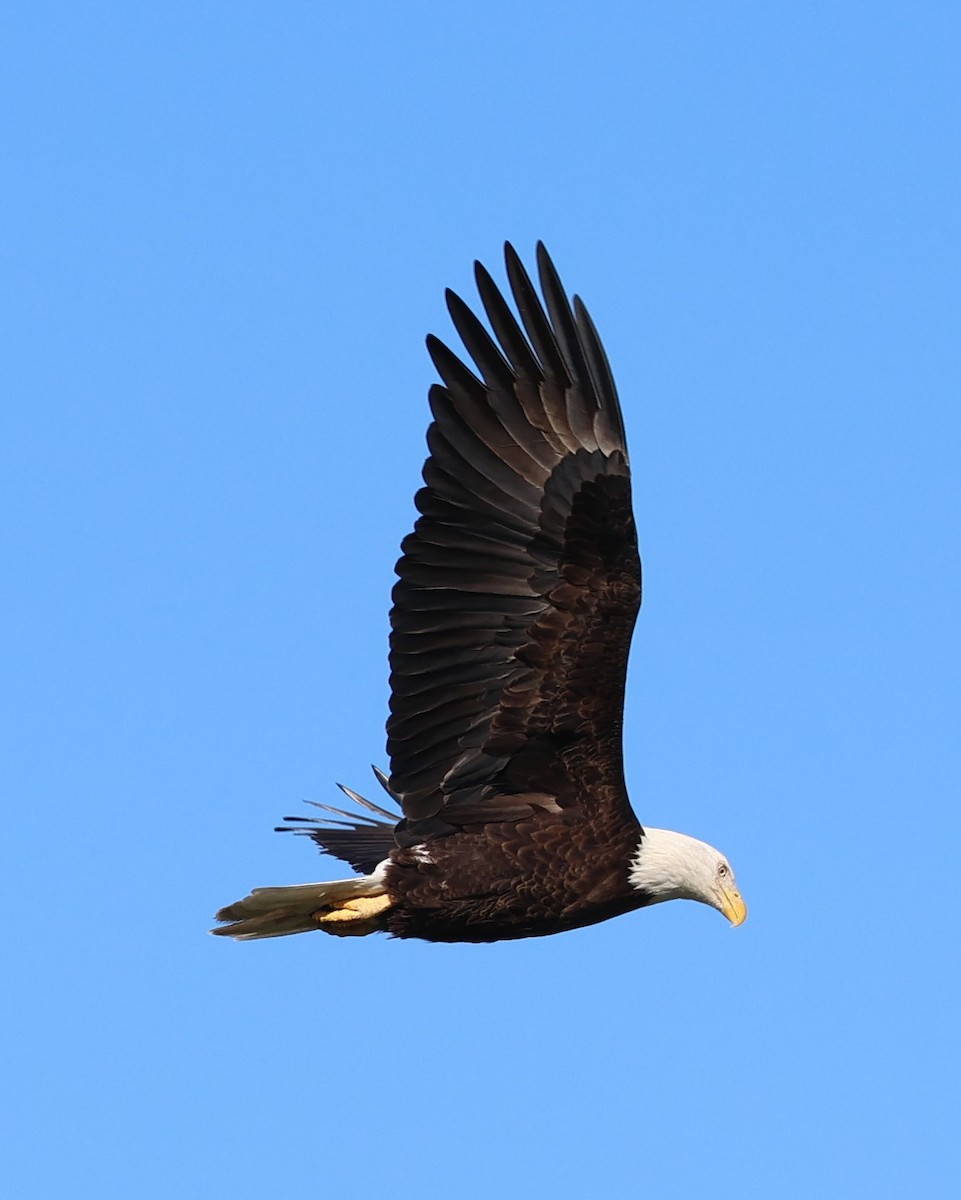 Bald Eagle - ML647006285