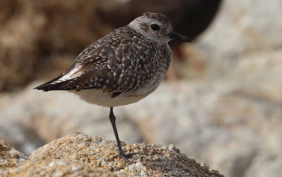 灰斑鴴 - ML647006287