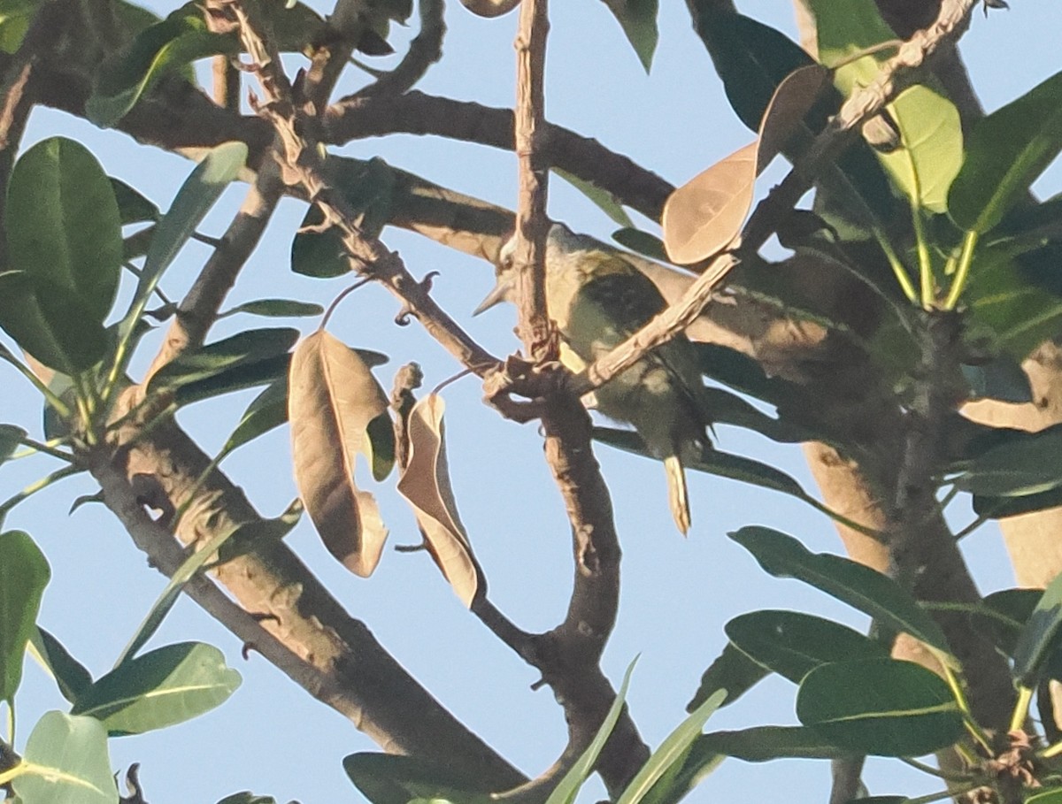 Pito Cuellipinto - ML647006294