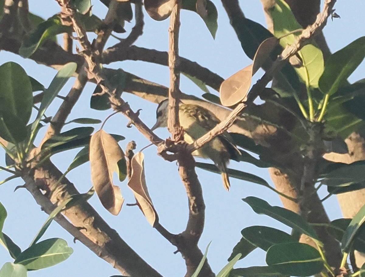 Pito Cuellipinto - ML647006312