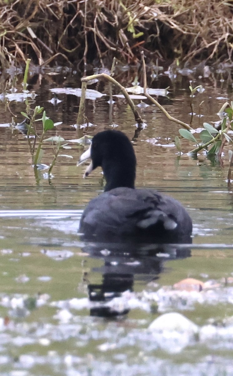American Coot - ML647006313