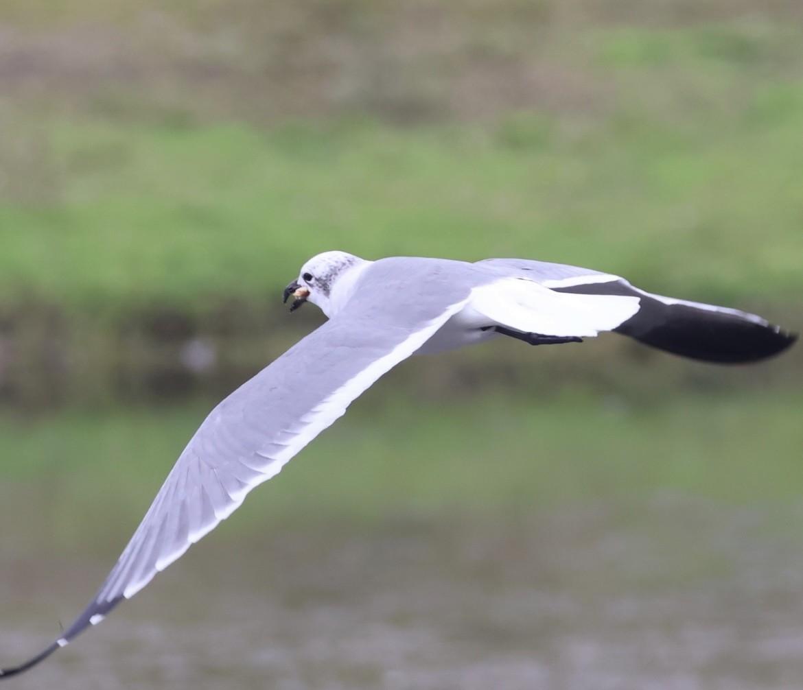 Ацтекская чайка - ML647006321