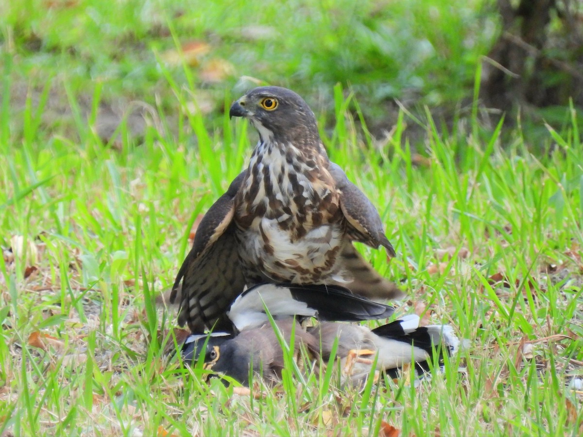 topphauk/besrahauk - ML647006322