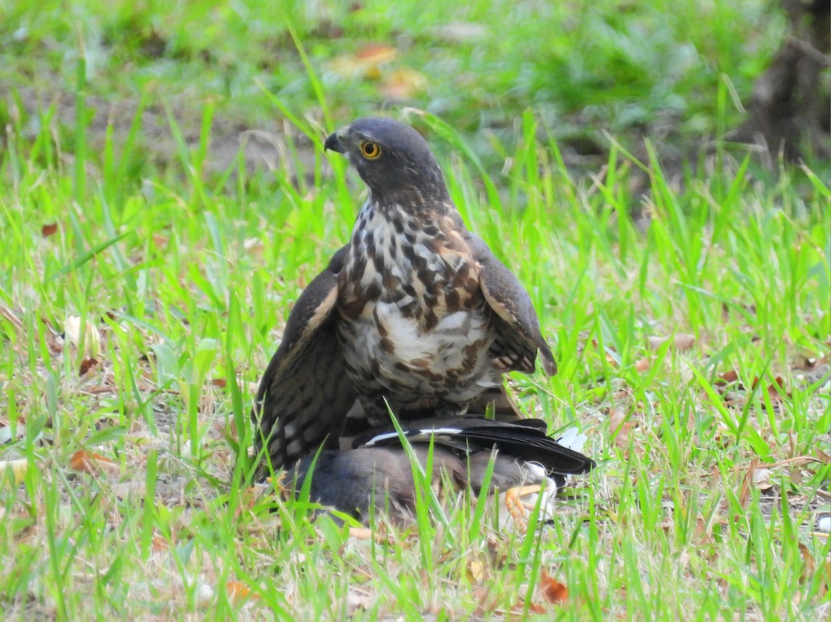 topphauk/besrahauk - ML647006323