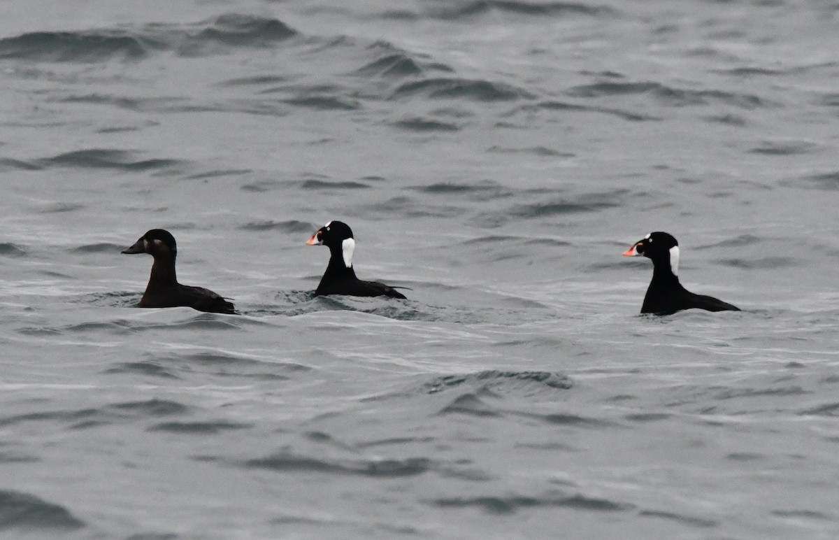 Yamalı Ördek - ML647006327