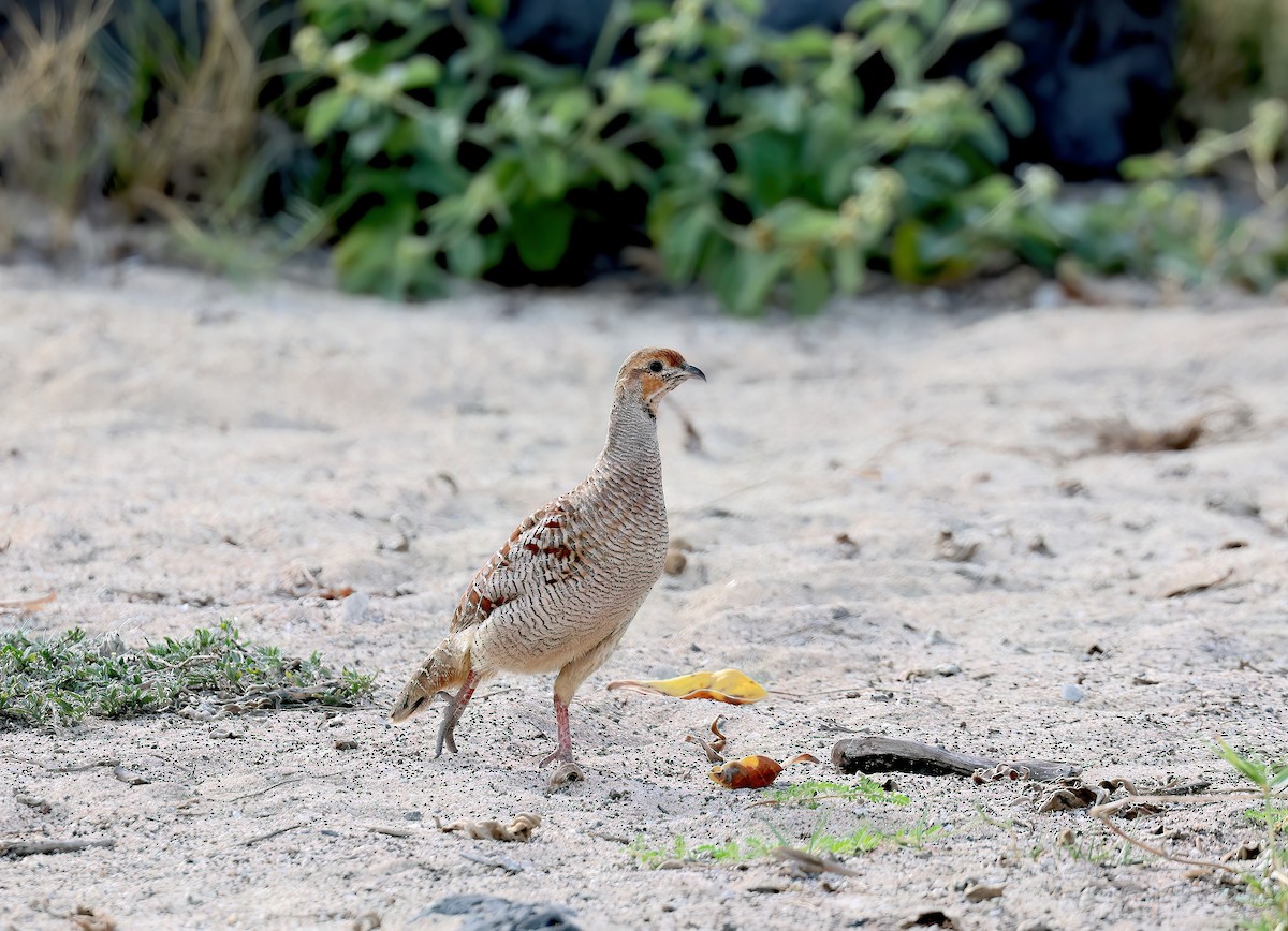 Gray Francolin - ML647006328