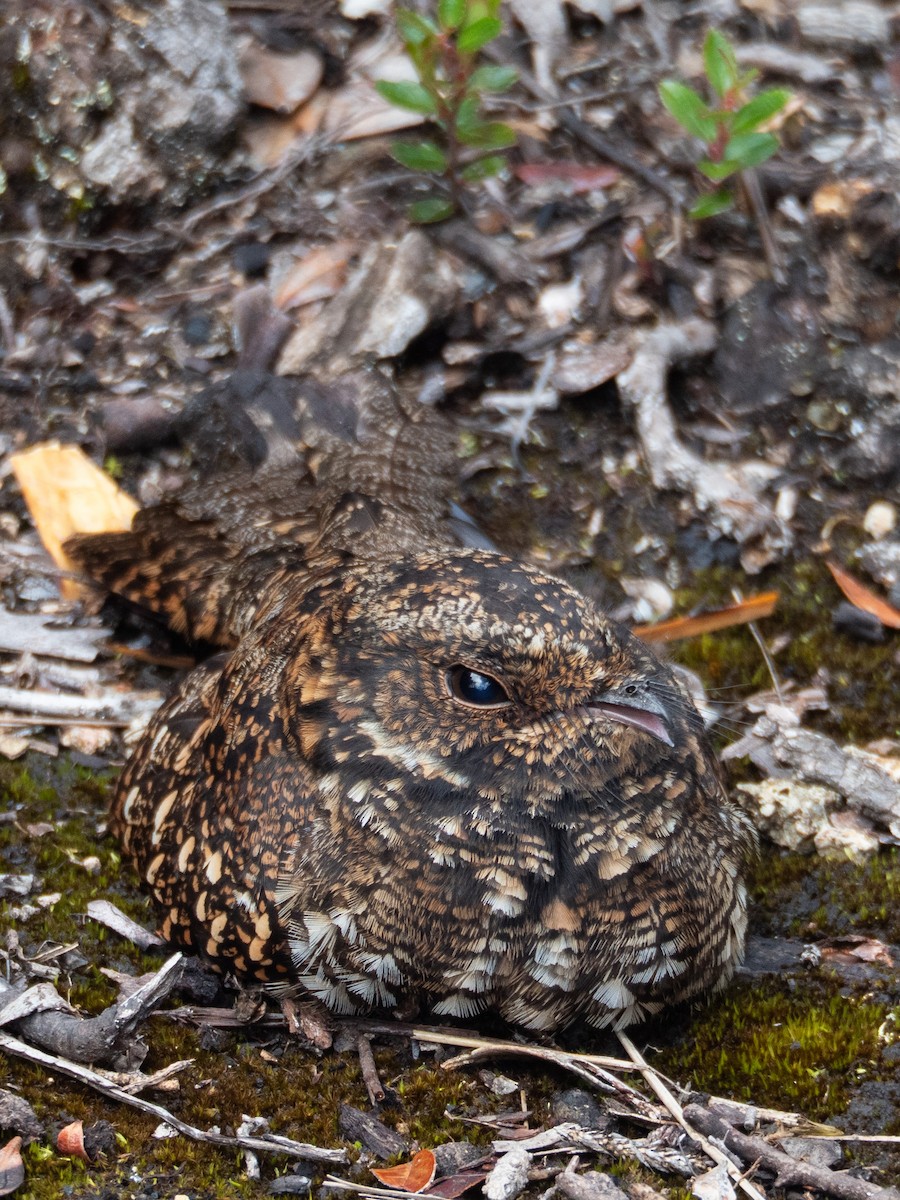 Engoulevent à miroir - ML647006334