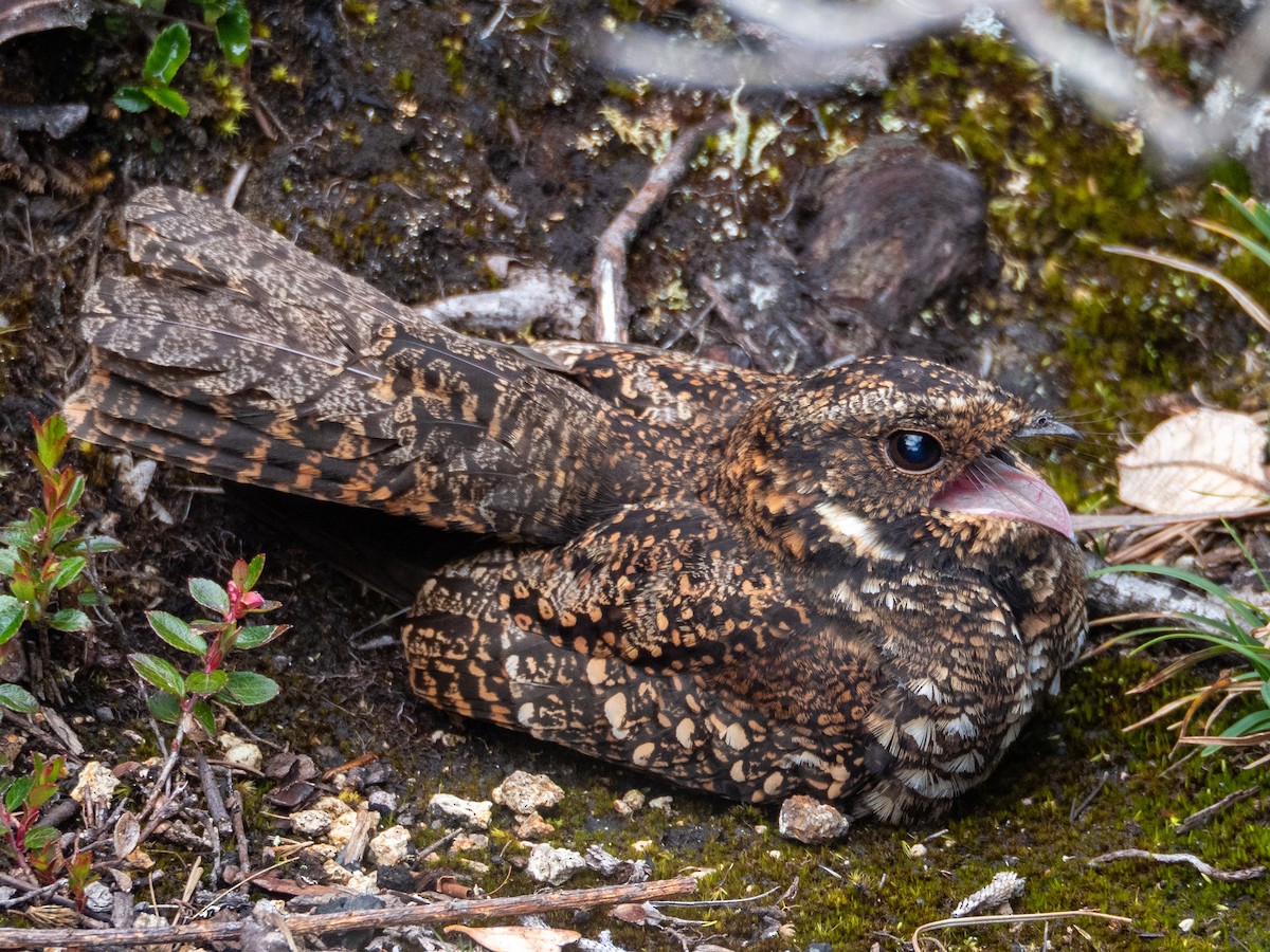 Engoulevent à miroir - ML647006335