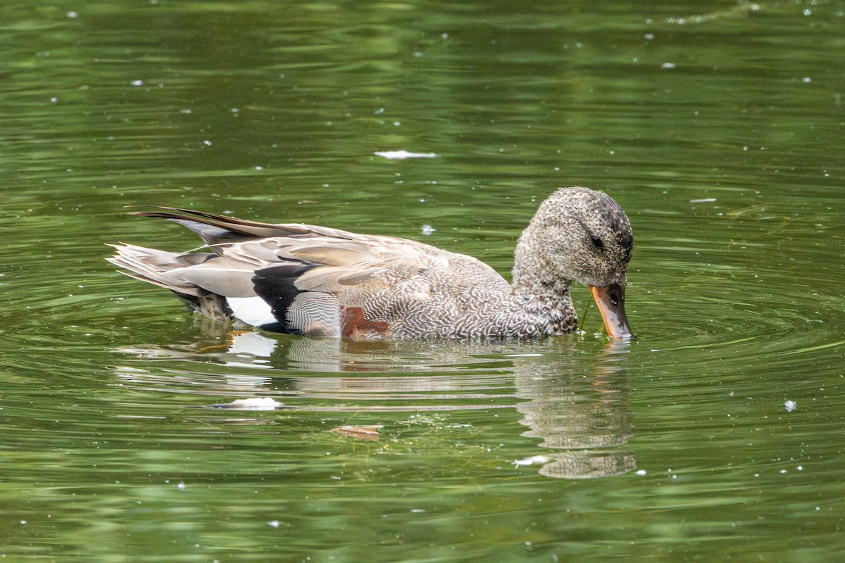 オカヨシガモ - ML647006346