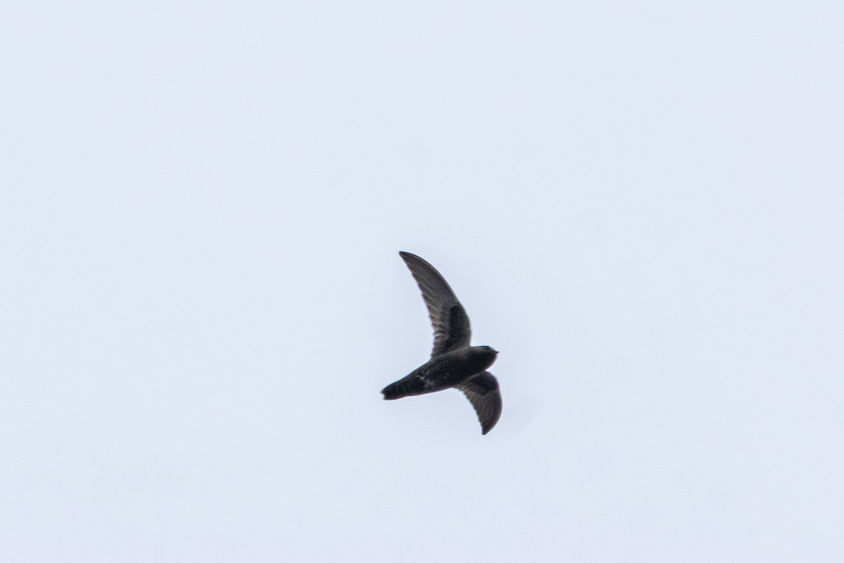 Black Swift - ML647006351
