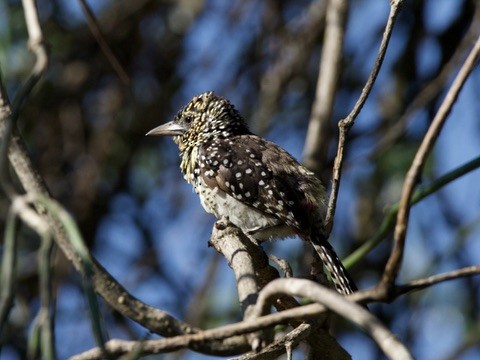 D'Arnaud's Barbet - ML647006353