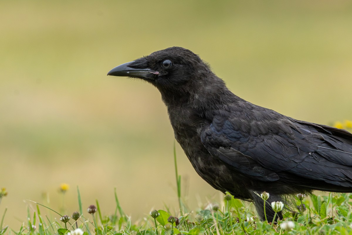 American Crow - ML647006357