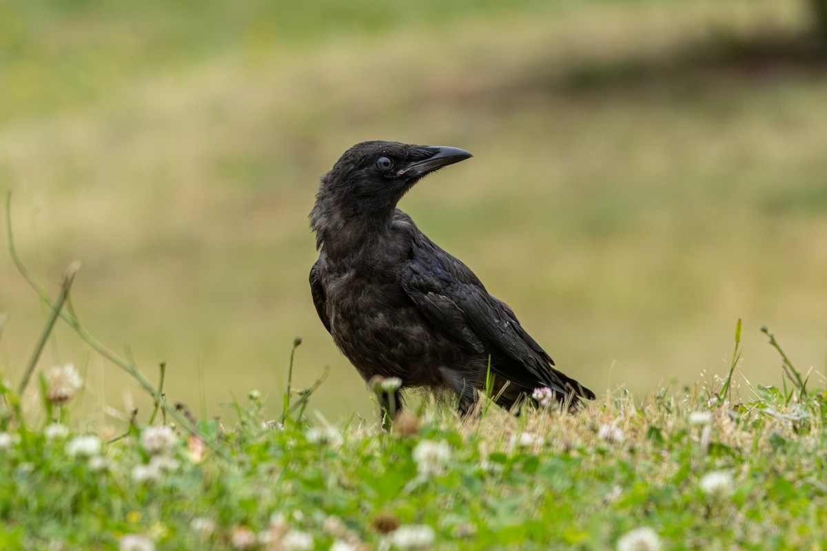 American Crow - ML647006359