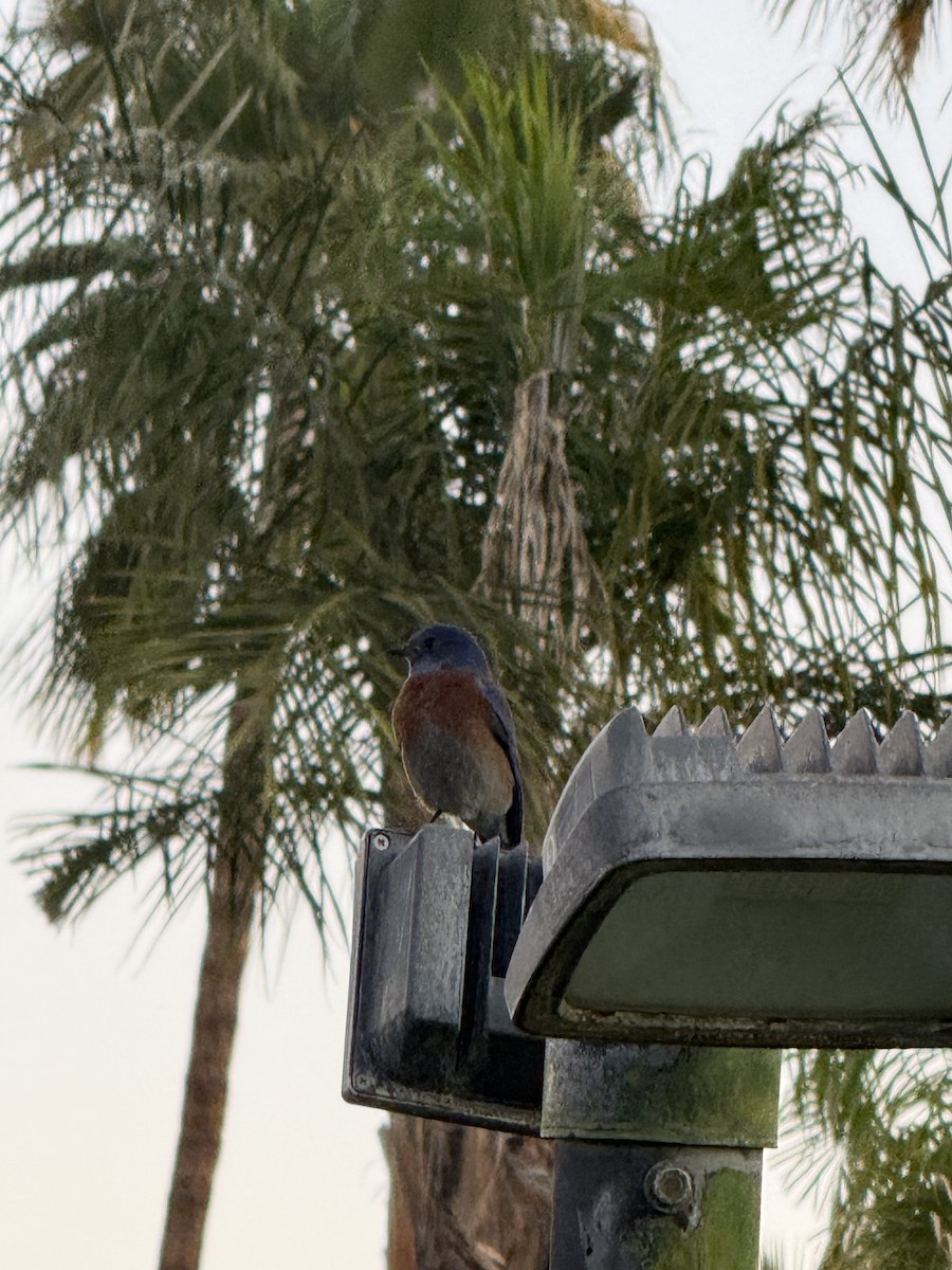 vestblåfugl - ML647006365