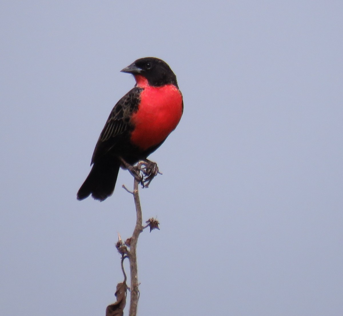 Red-breasted Meadowlark - ML647006366