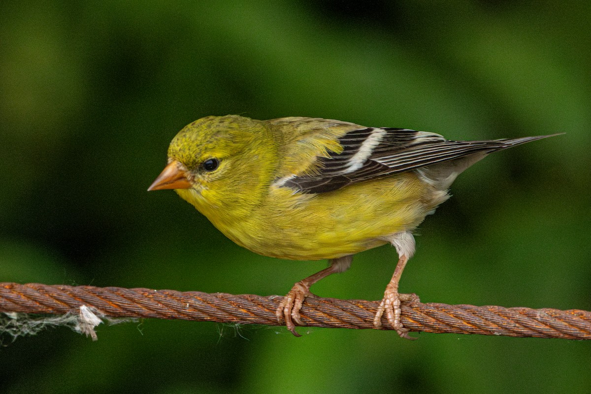 American Goldfinch - ML647006370