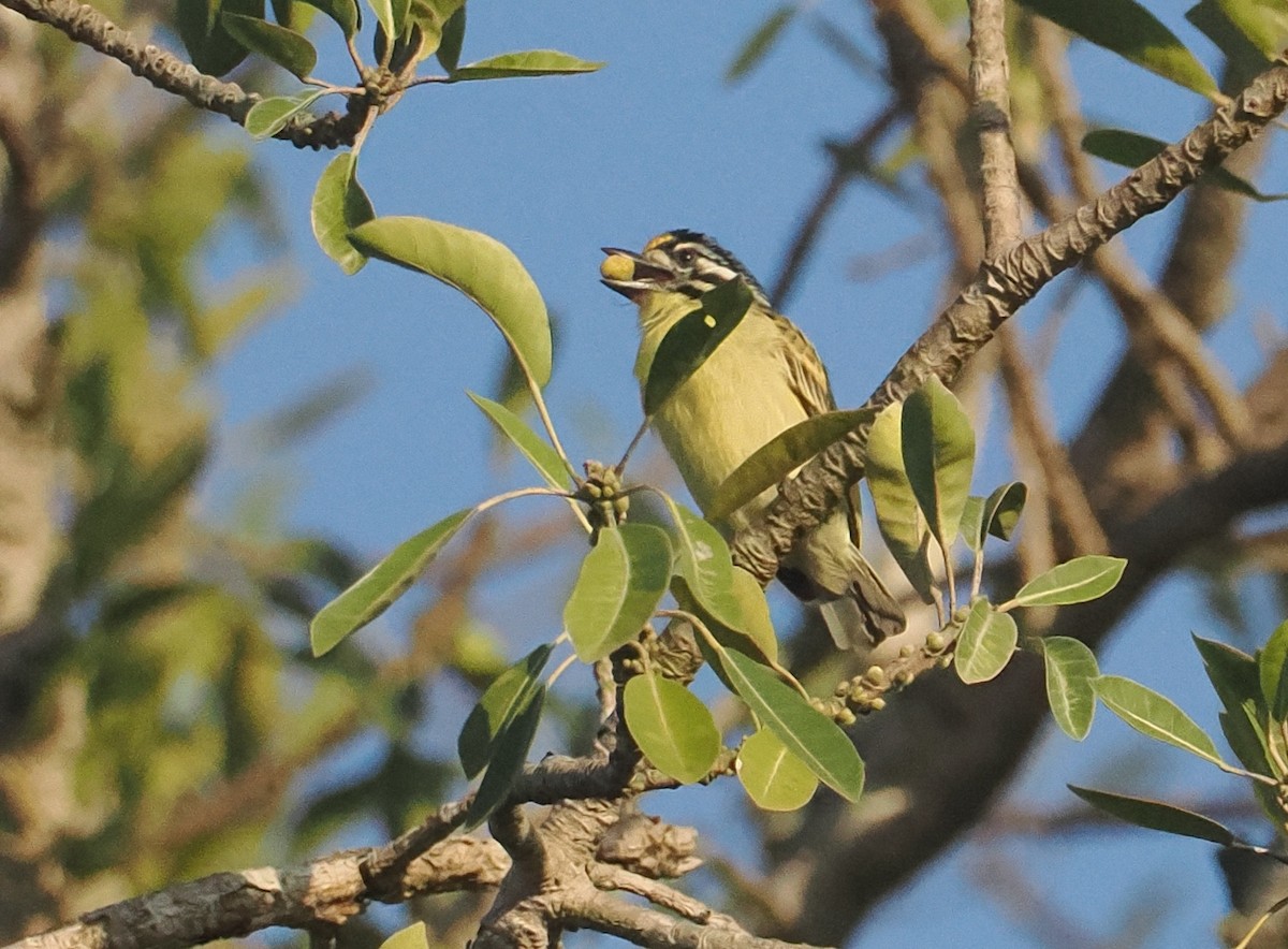 vousáček zlatočelý - ML647006373