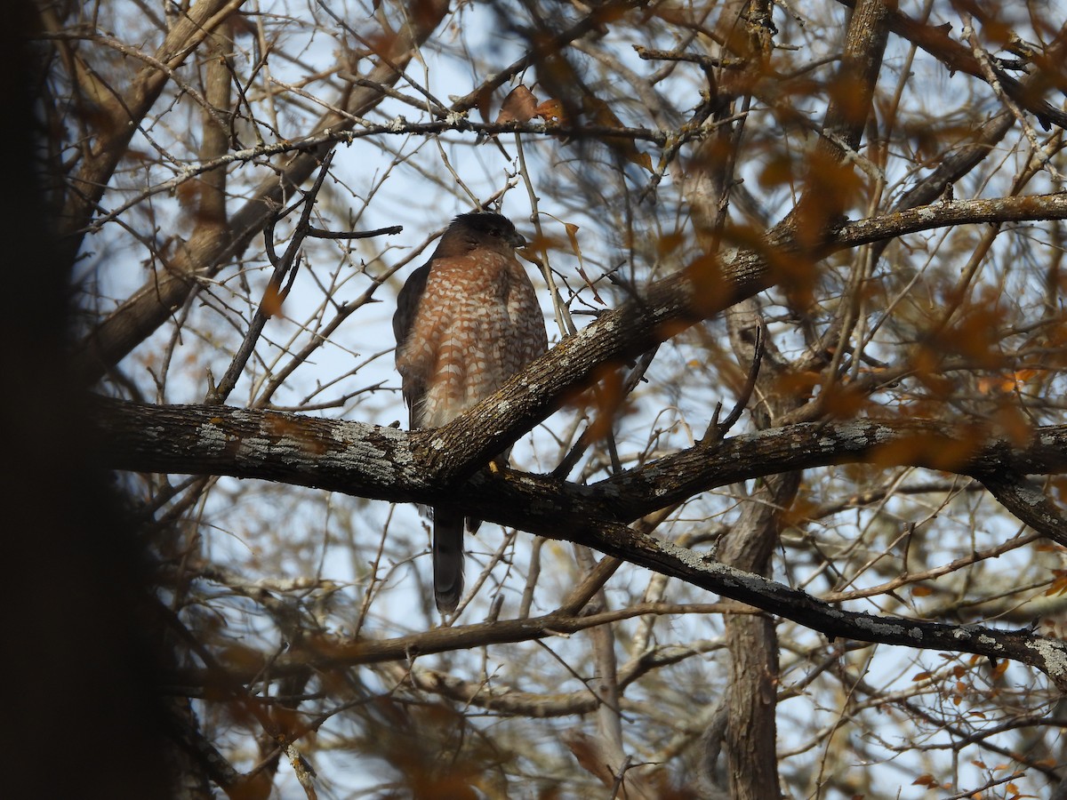 Cooper's Hawk - ML647006374