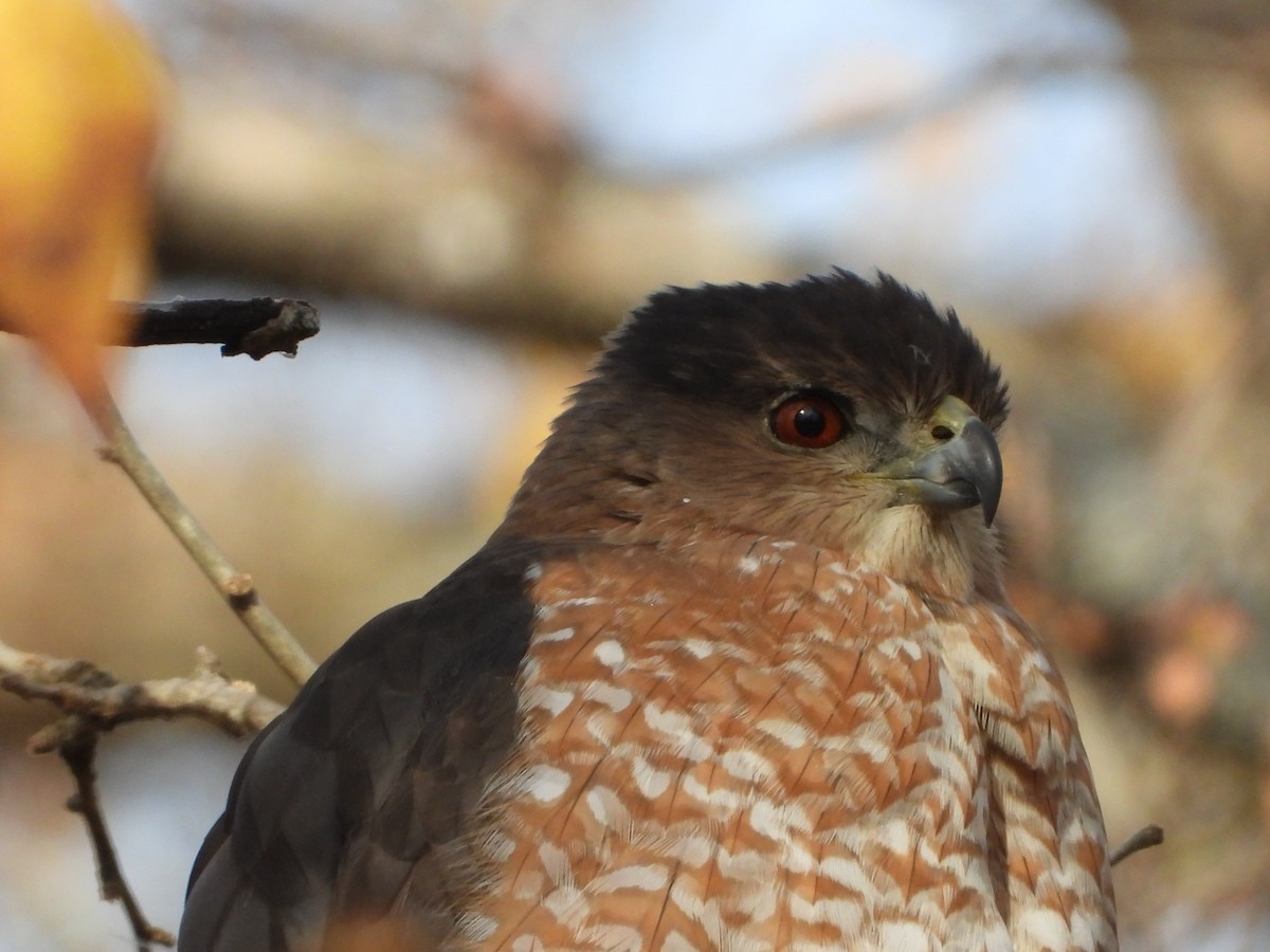 Cooper's Hawk - ML647006375