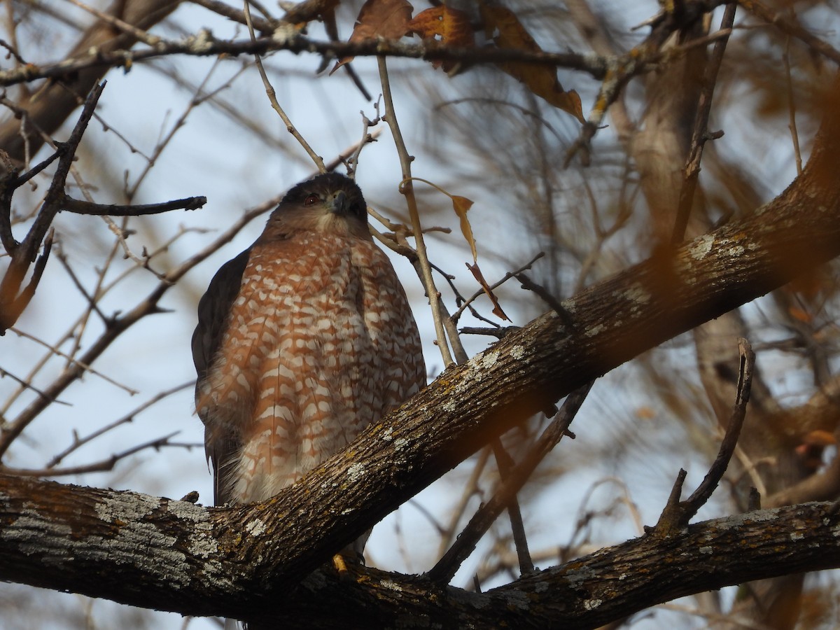 Cooper's Hawk - ML647006376
