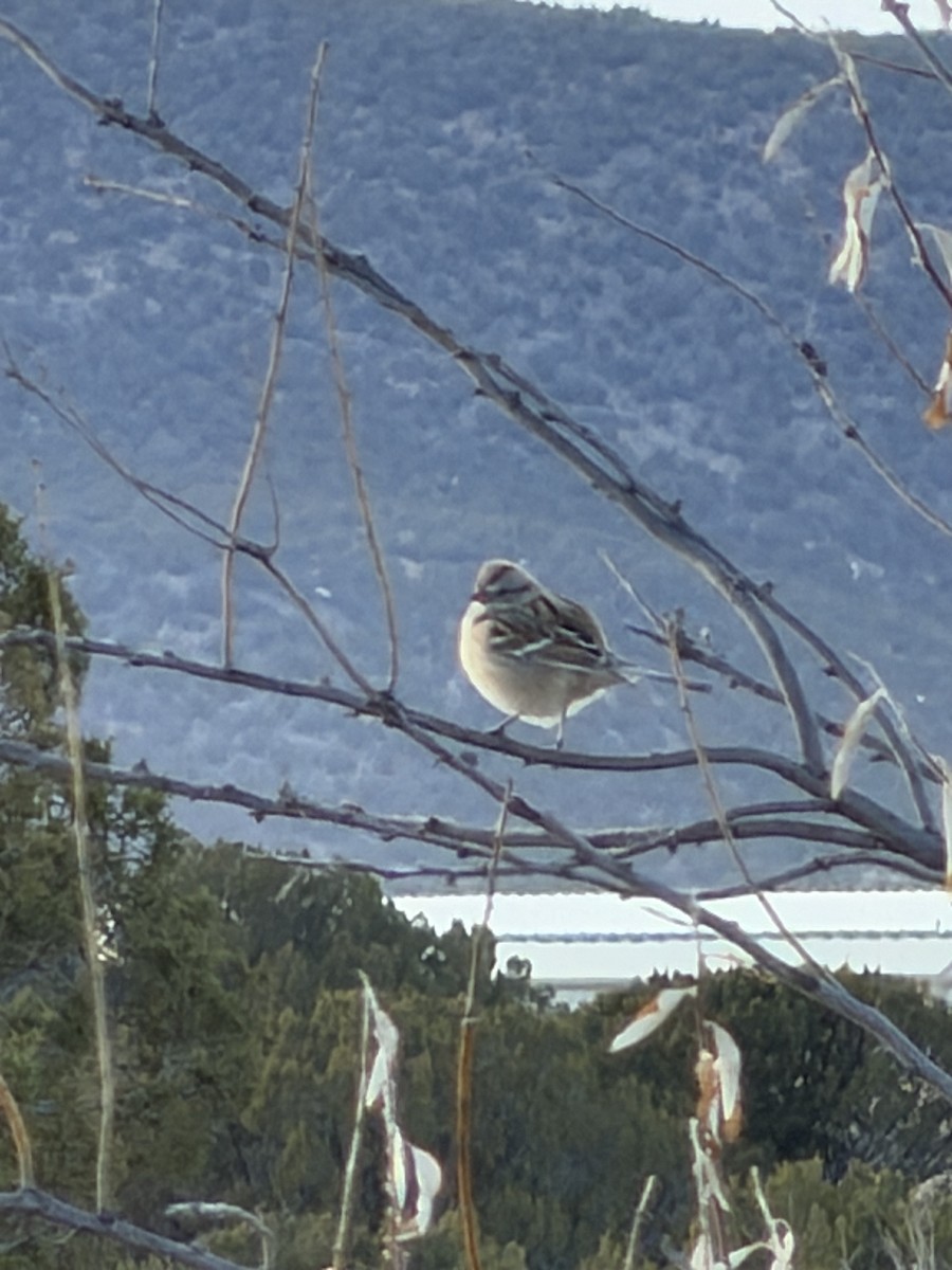 American Tree Sparrow - ML647006384