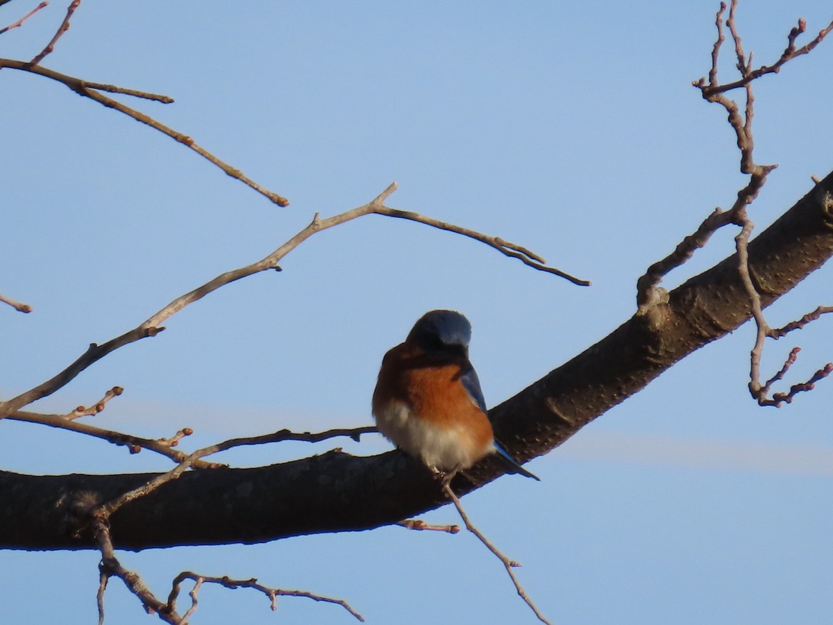 Azulejo Oriental - ML647006387