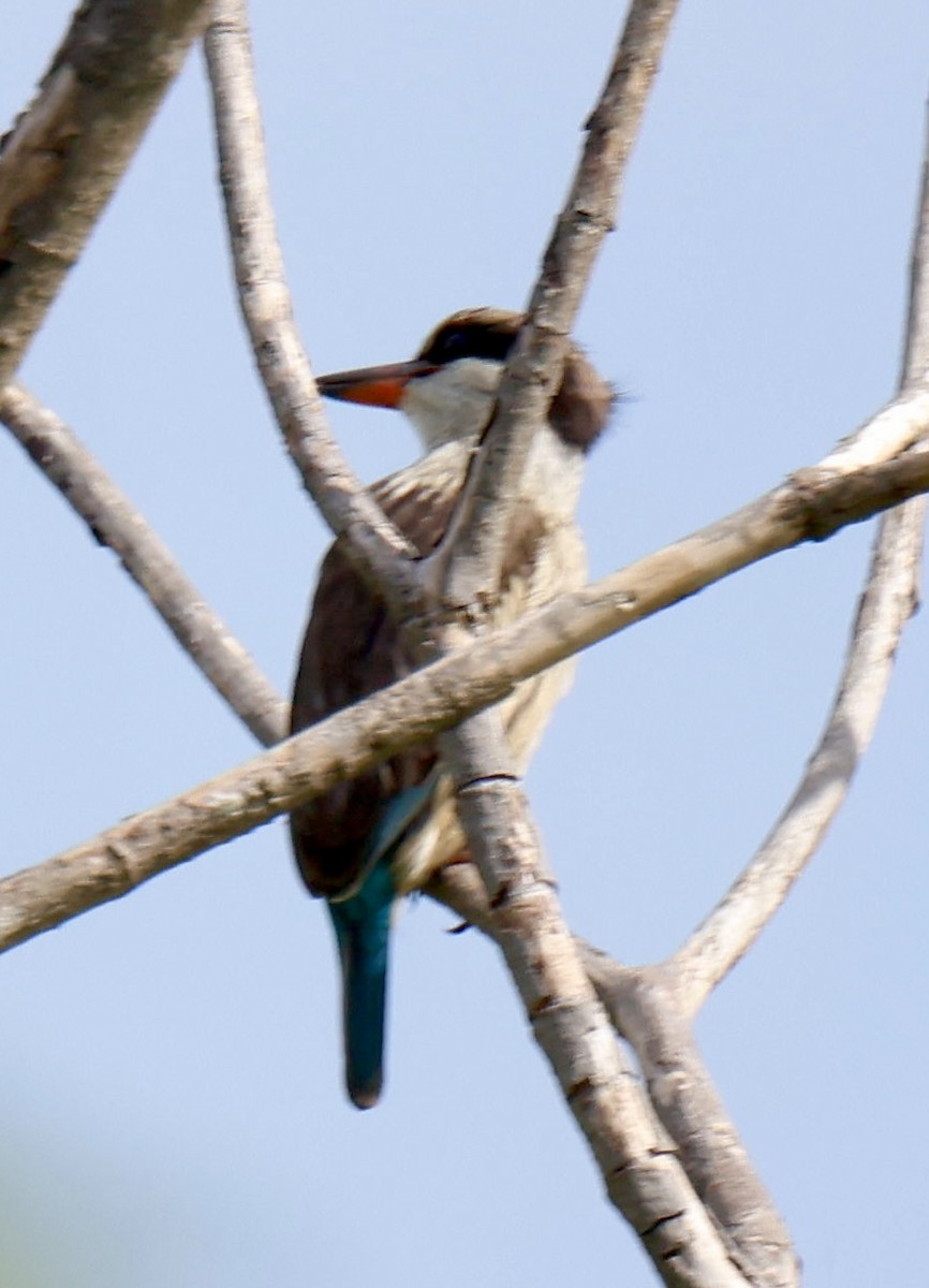 ledňáček žíhaný - ML647006402