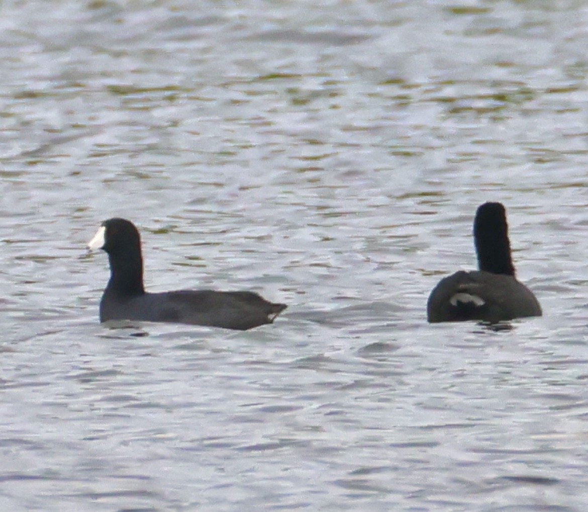 American Coot - ML647006404
