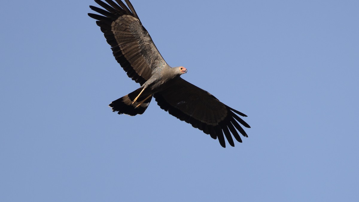 チュウヒダカ - ML647006405