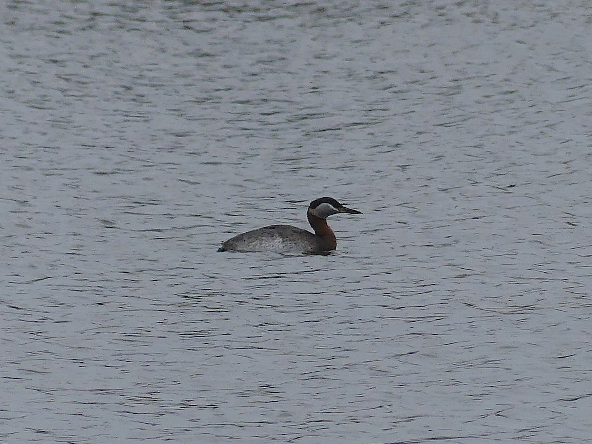 Somormujo Cuellirrojo - ML647006406