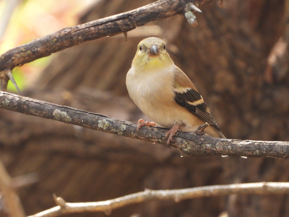 American Goldfinch - ML647006416