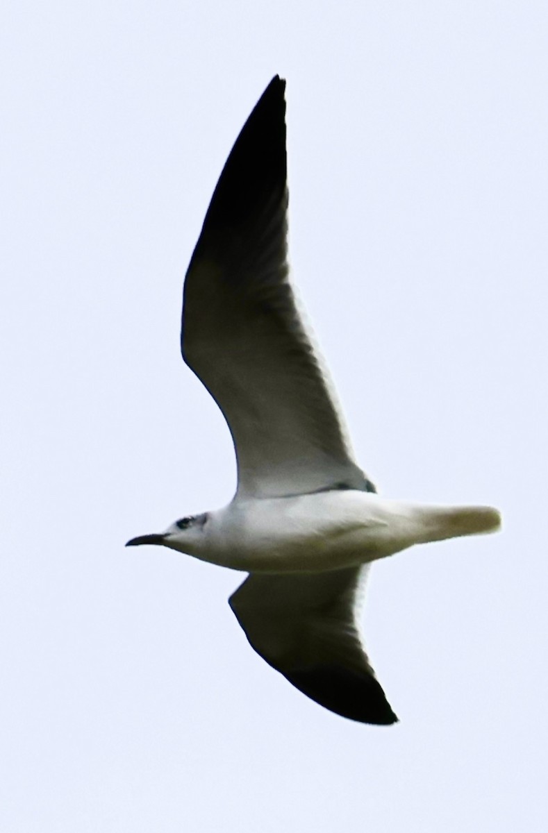 Ацтекская чайка - ML647006417