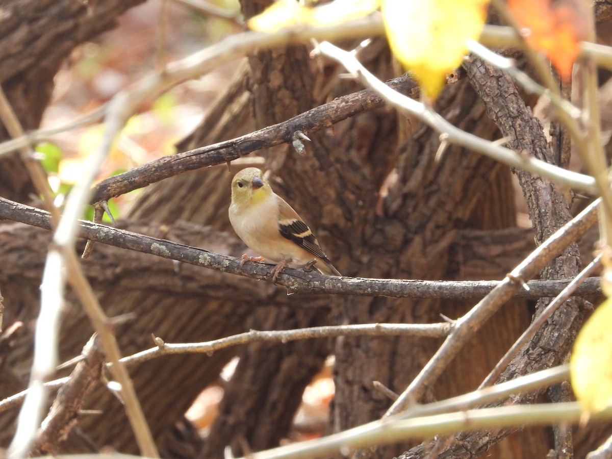 American Goldfinch - ML647006418