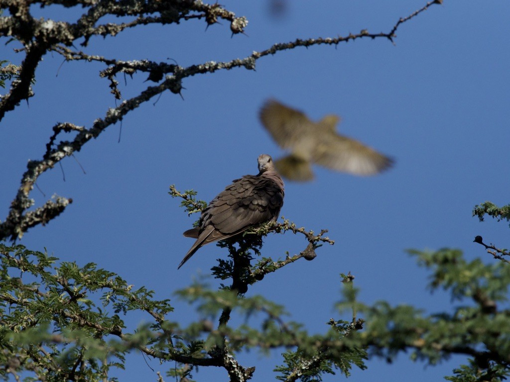 Red-eyed Dove - ML647006419