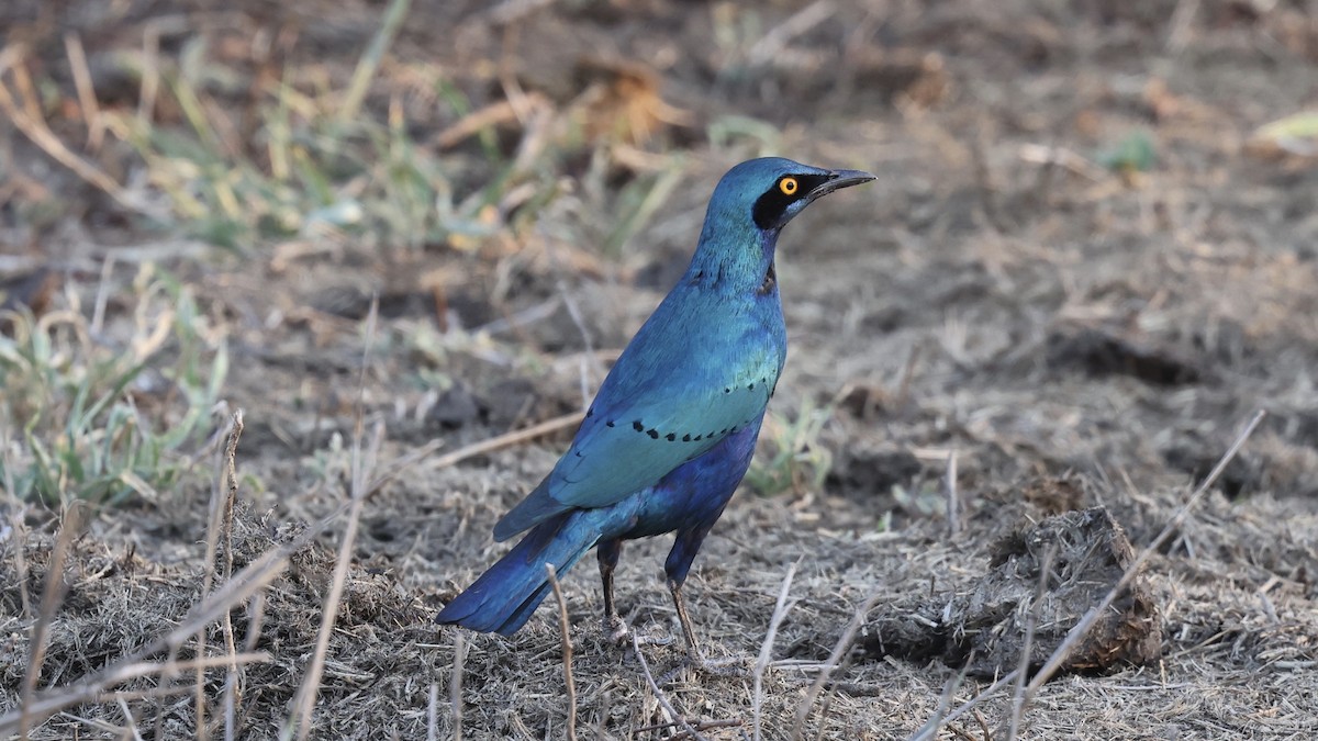 Мерл зелений - ML647006421