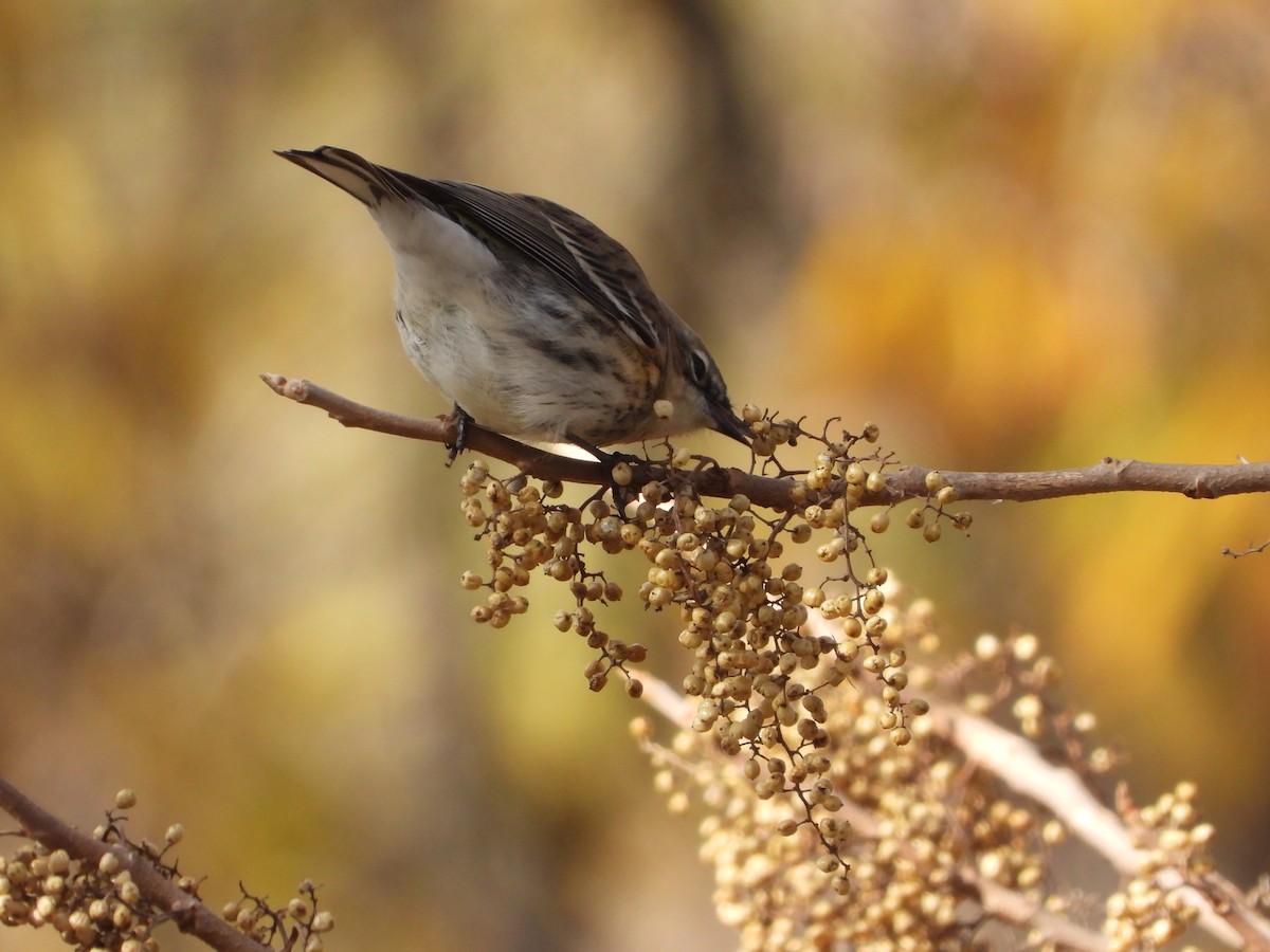 סבכון הכתר - ML647006452