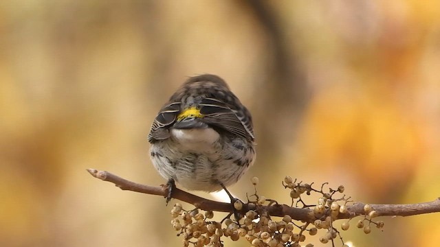 Yellow-rumped Warbler - ML647006453