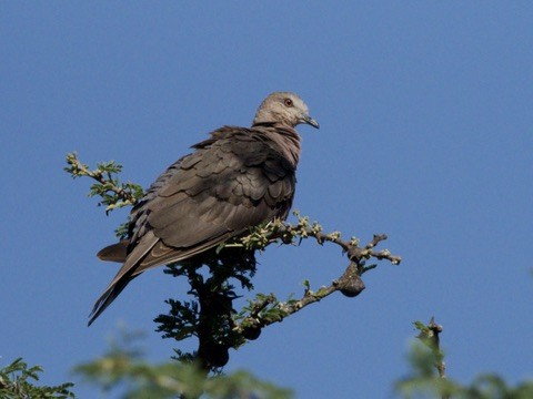 Red-eyed Dove - ML647006466