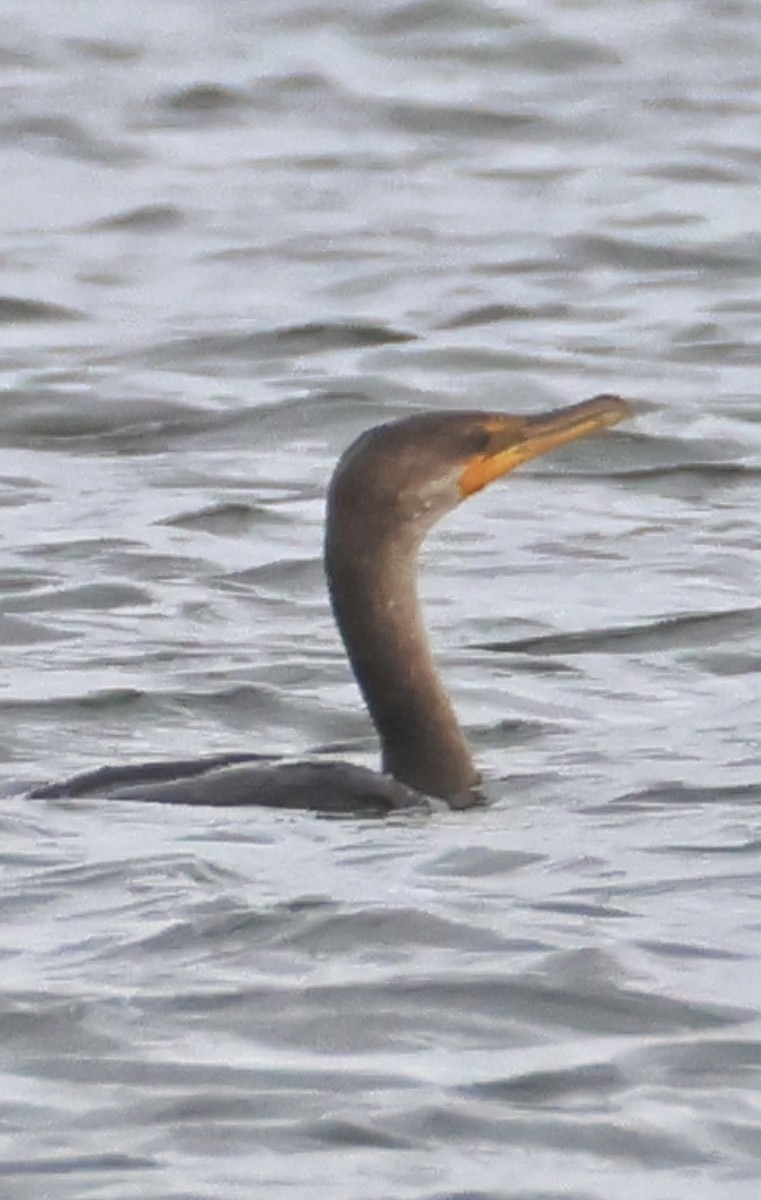 ミミヒメウ - ML647006482