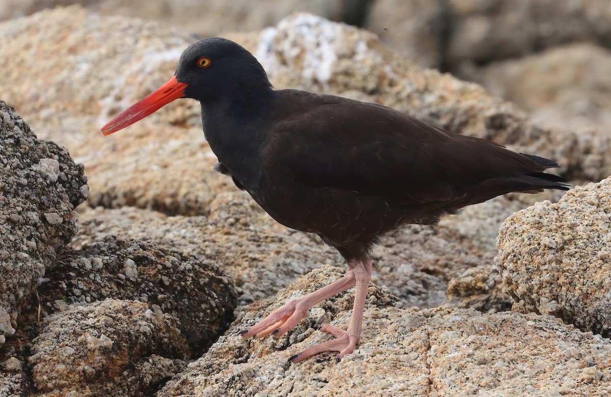 クロミヤコドリ - ML647006485