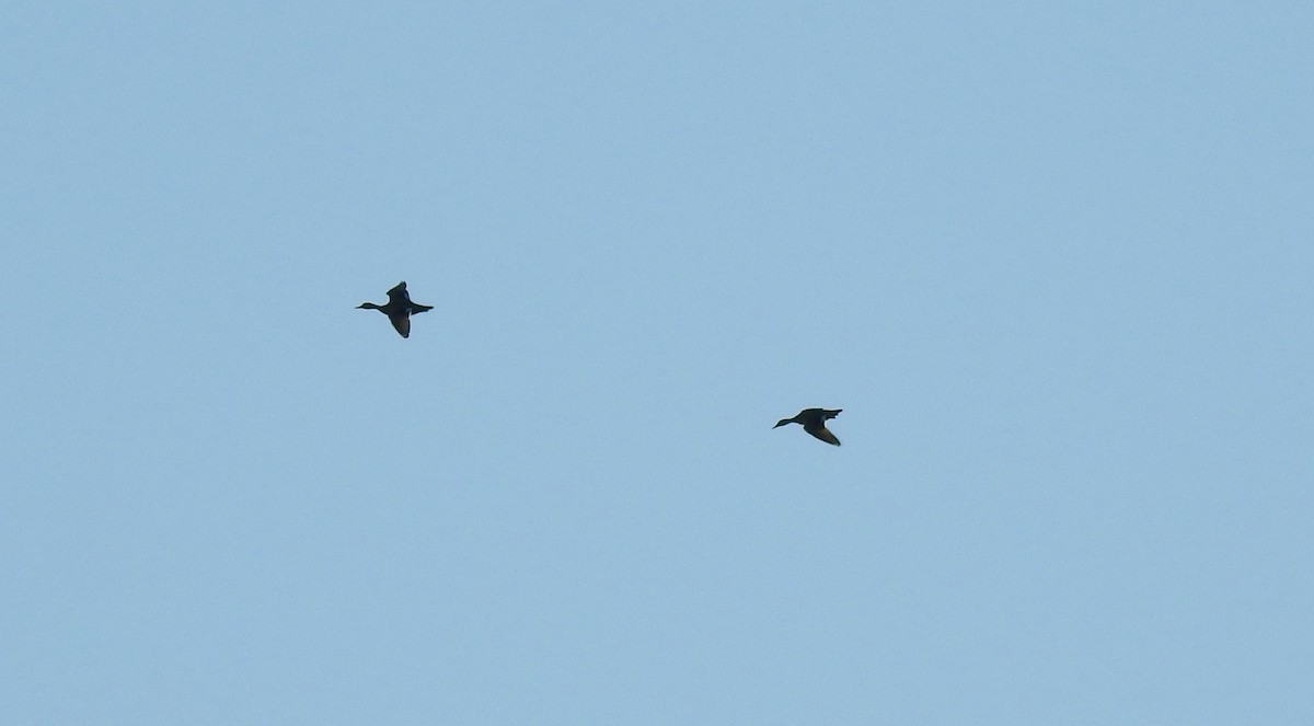 オカヨシガモ - ML647006488