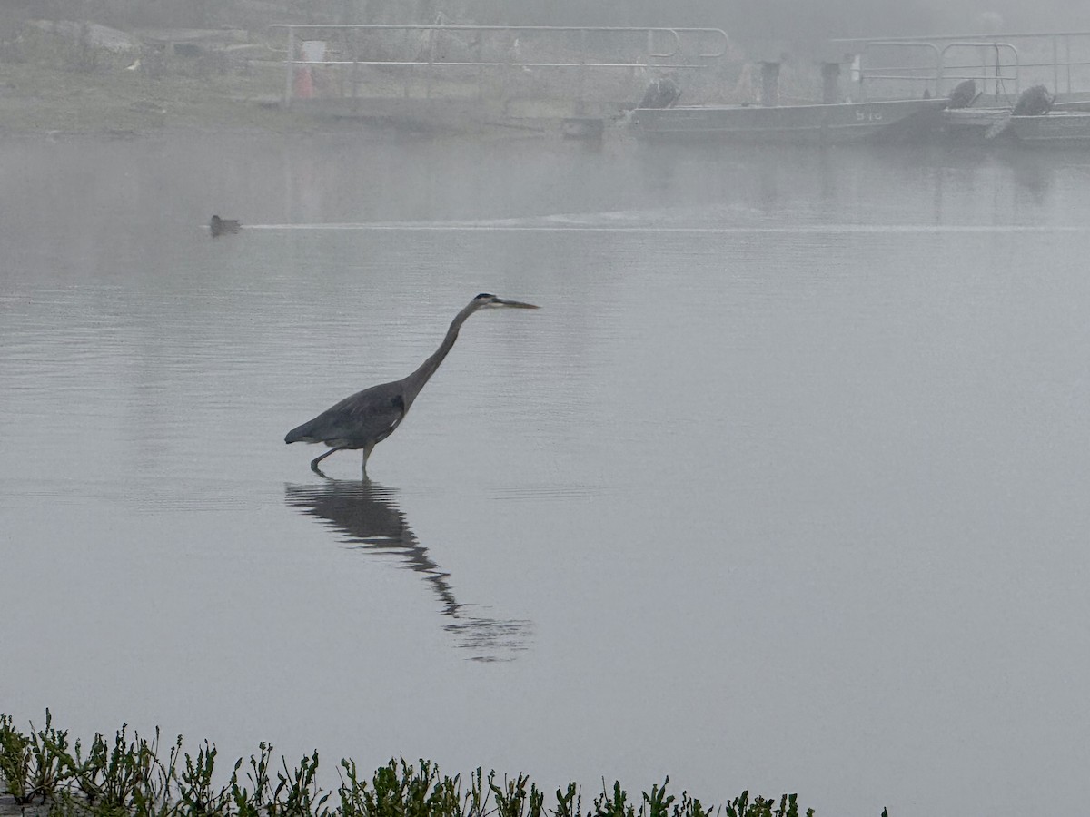 Koartza hauskara amerikarra - ML647006489