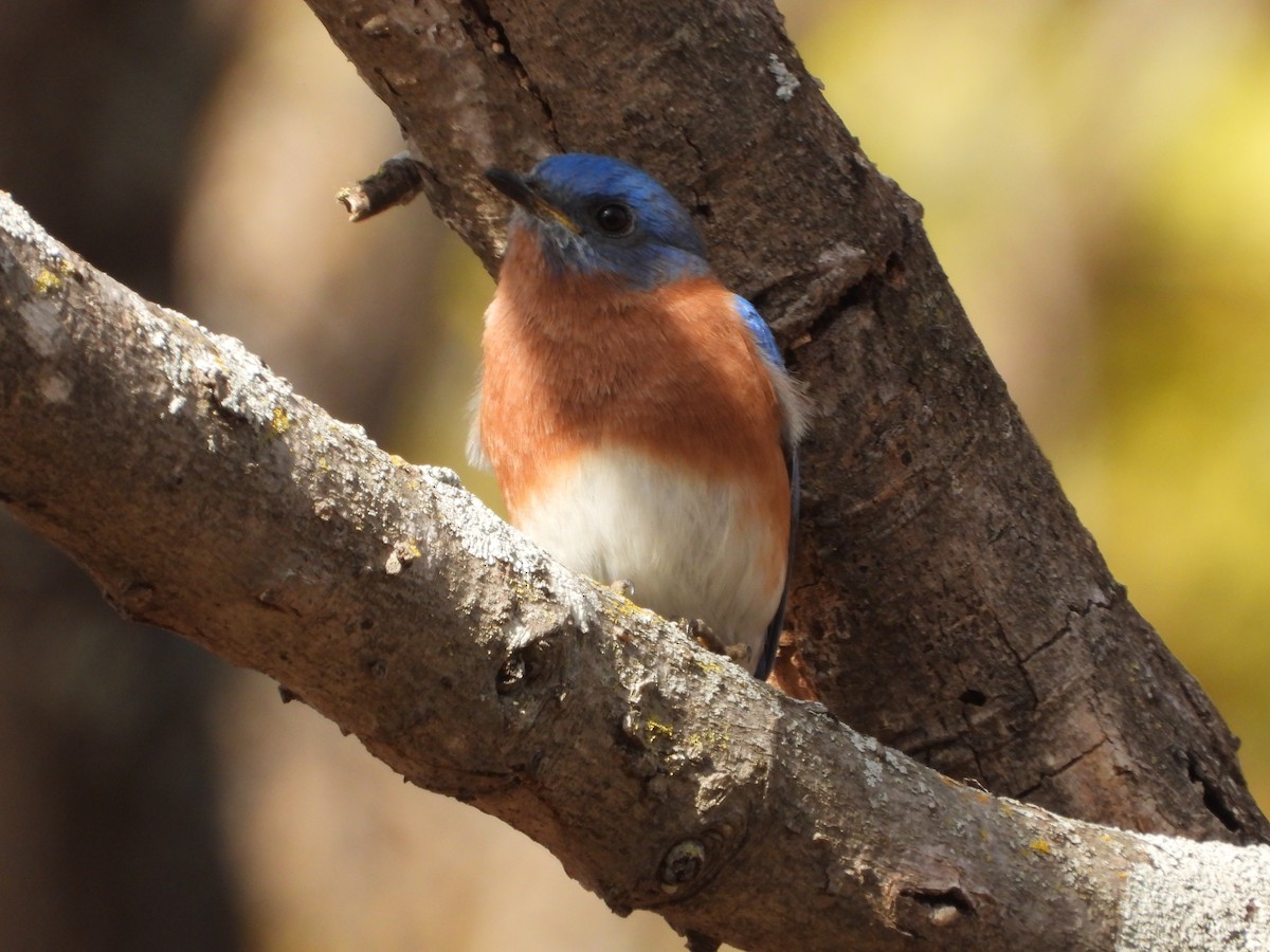 Azulejo Oriental - ML647006490