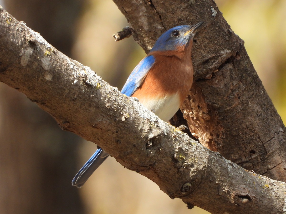 Azulejo Oriental - ML647006491