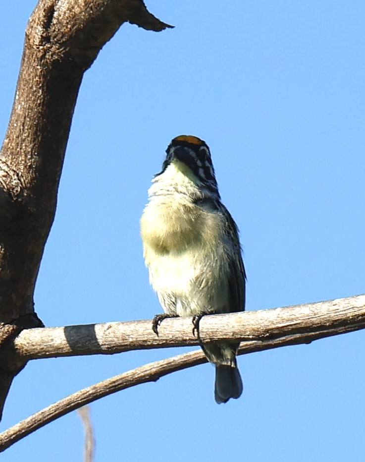 vousáček zlatočelý - ML647006497